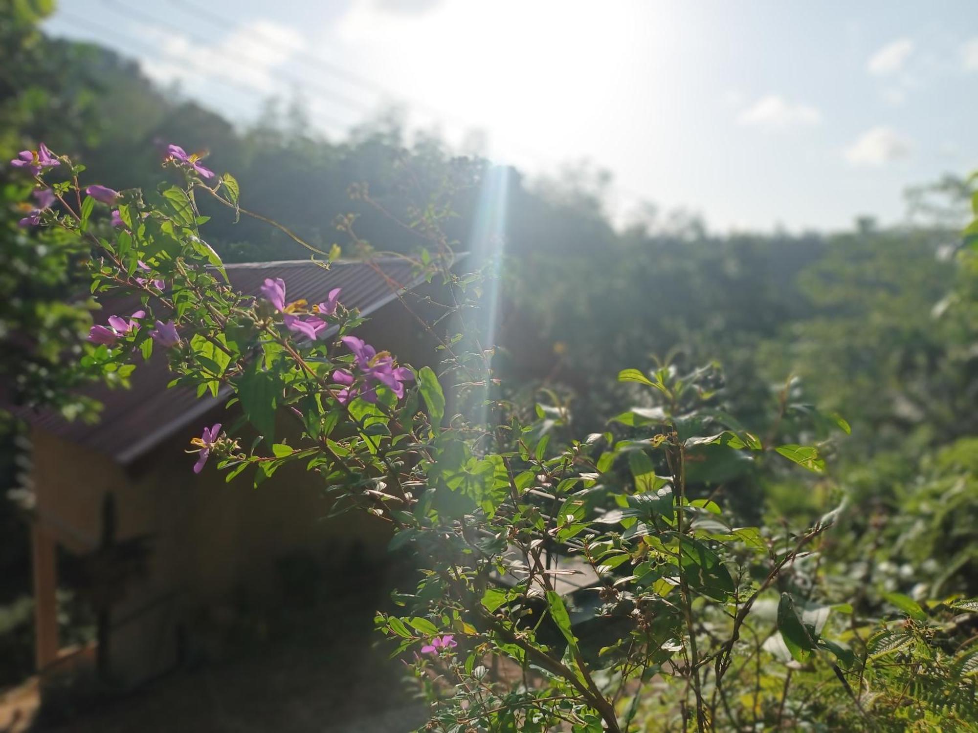 Sunshine Forest Lodge - Sinharaja Deniyaya Kültér fotó