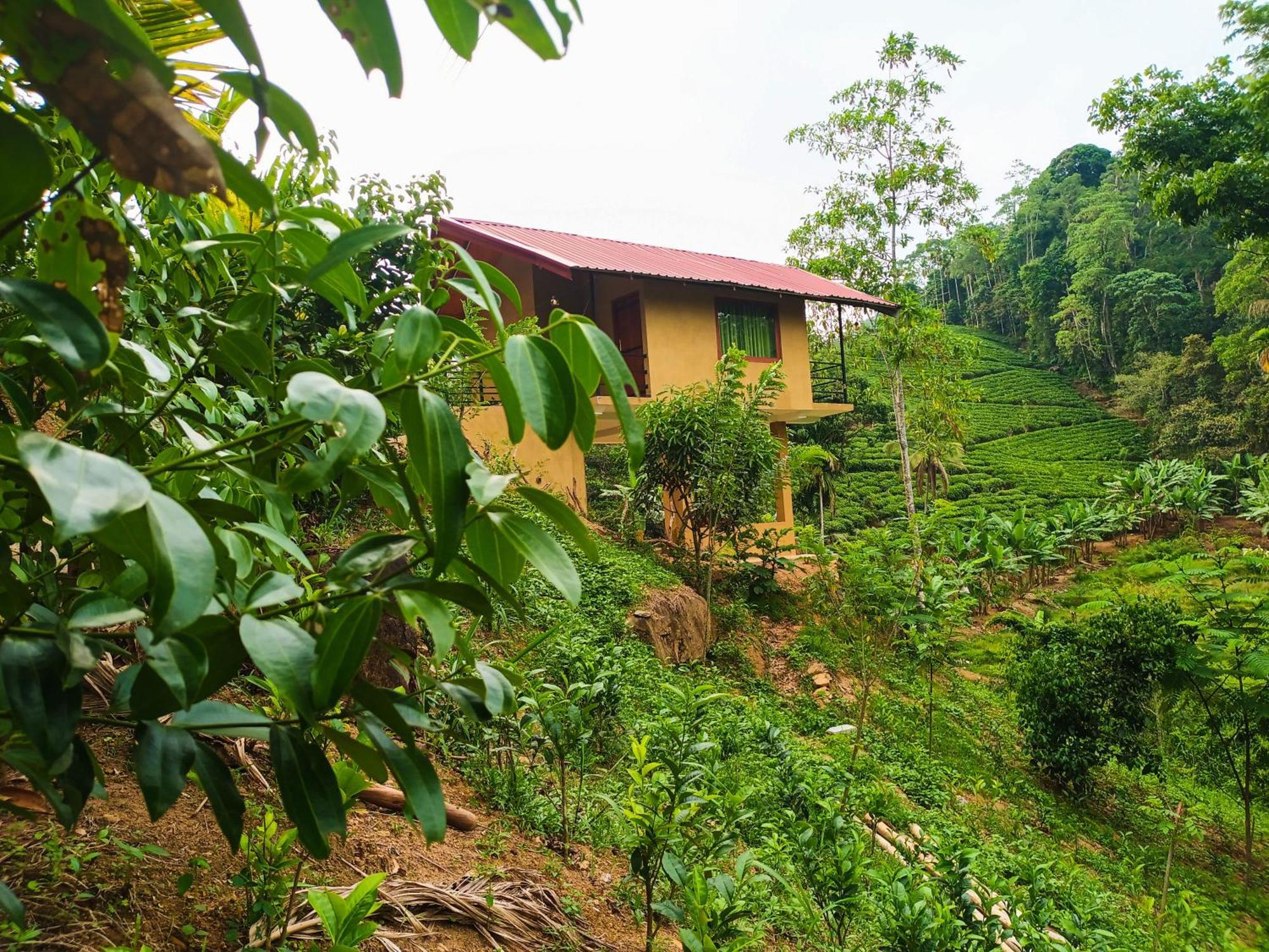 Sunshine Forest Lodge - Sinharaja Deniyaya Kültér fotó