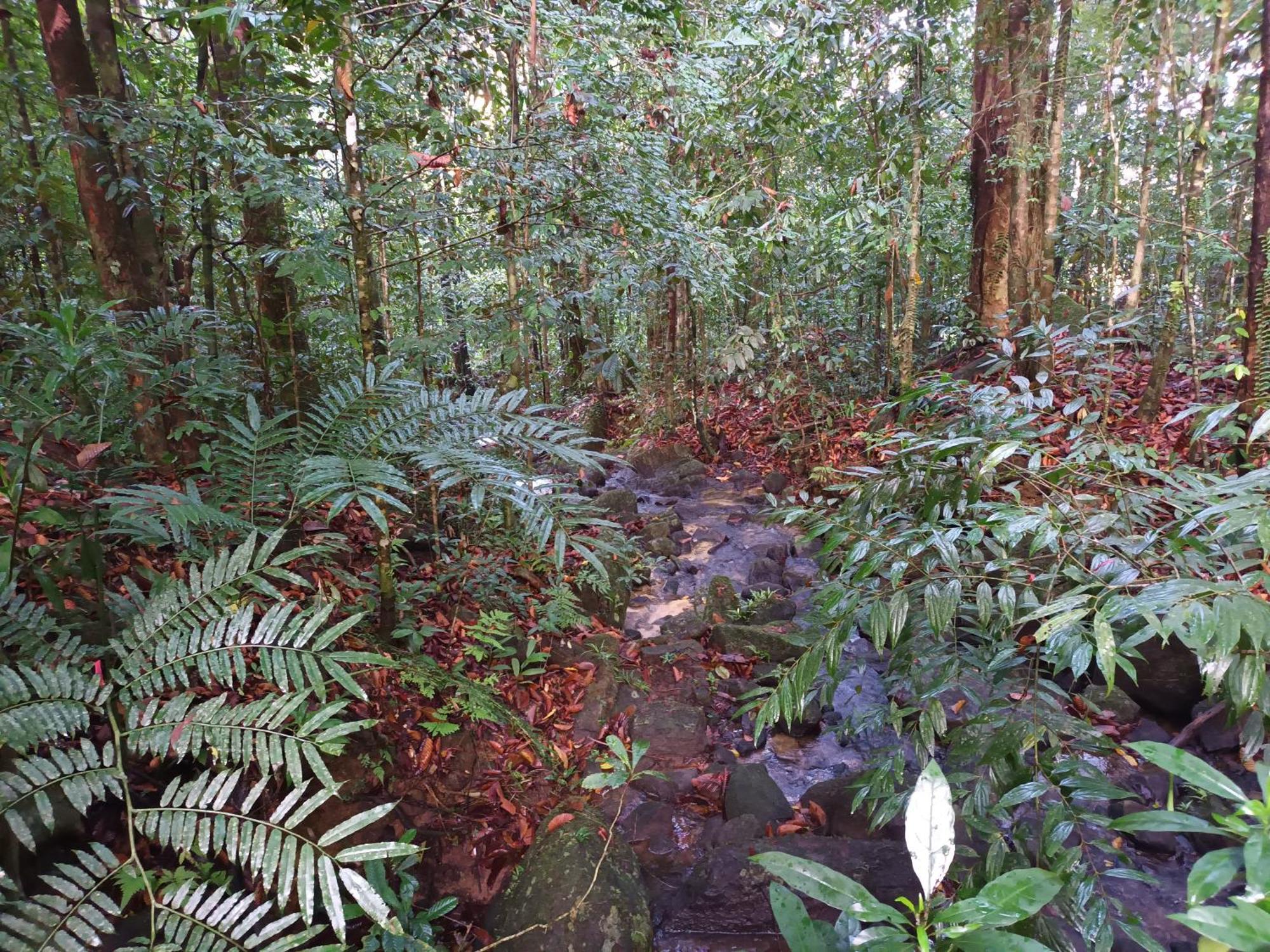 Sunshine Forest Lodge - Sinharaja Deniyaya Kültér fotó
